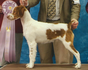 AKC Registered Brittanys