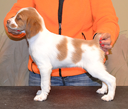 SOVEREIGN'S ORANGE CRUSH