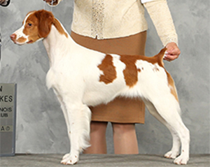 Sovereign’s Legendary Disciple | Illinois Brittany