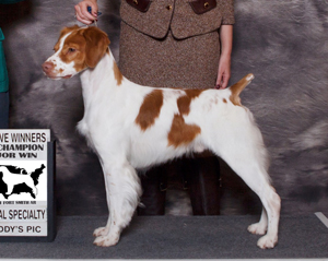 Sovereign’s Legendary Disciple | Illinois Brittany