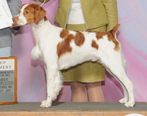 RiverMist Broxden Sovereign MVP | Stud dog