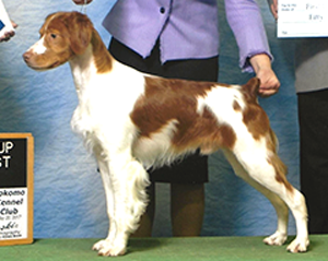Sovereign’s Legendary Disciple | Illinois Brittany