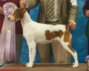 AKC Registered Brittanys