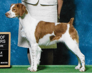 Sovereign’s Legendary Mustang \ Female Brittany