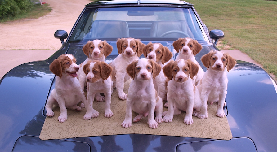 Sovereign Brittany Puppies