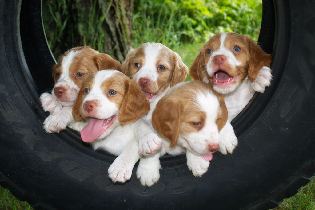 Dreamer exBrodi Pups At 6 weeks