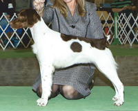 CH-Sovereign's Legendary<br />
Chocolate JH "Godiva”