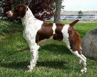 CH Alar’s Chasing<br />
Paydirt  “Coltan”