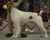 CH Hybrittin’s Golden Boy JH “Bear”