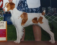 CH Aspen N Hybrittin’s Other Fine Wench “Trixie”