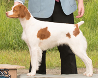 GCH Twoemz Kiss Me Deadly RATN “Kenzi"