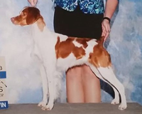 CH Firestarter’s Cornish Pyxi “Pyxi”