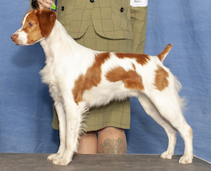 CH Sovereign’s Legendary Rascal “Alvin”