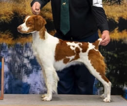 GCH Elkhrn Mtn’s Poetic<br />
Playboy TKN “Apollo”