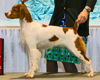 CH Rivermist Broxden Roja<br />
PuckRUp NA NAJ "Buttercup"