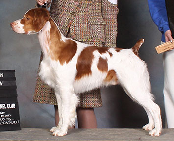 National Specialty Winner - Best in Show
