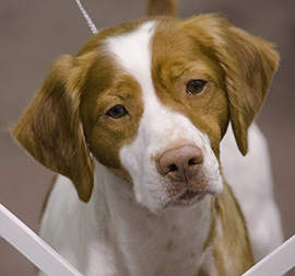 Look At That Hobey Face