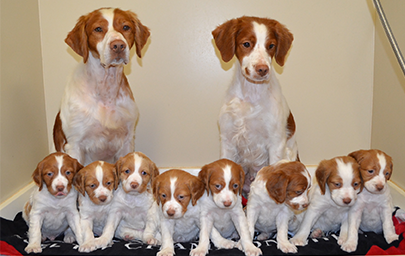 A Sovereign Brittany Family