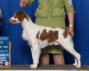 CH Sovereign’s Dream Hi Legendary<br />
King of Country"George"