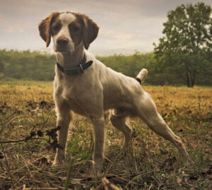 JJ in the Field Dual Champion