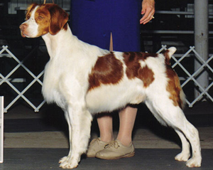 Junior