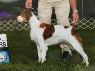 GCH Killion’s Ten Percent<br />
Solution JH  “Maggie”