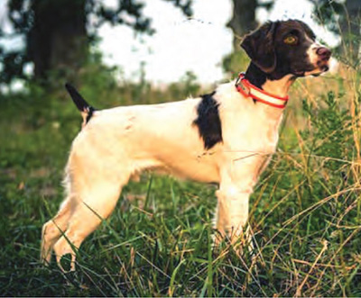 Ollie in the Field