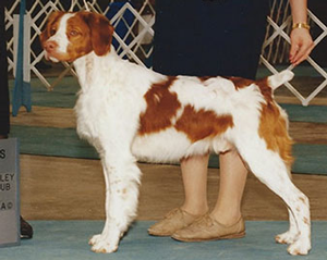 Tucker