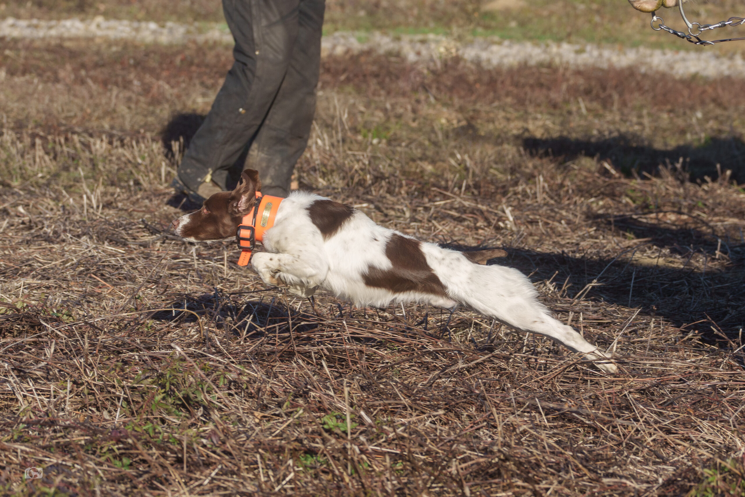 Ollie in the Field