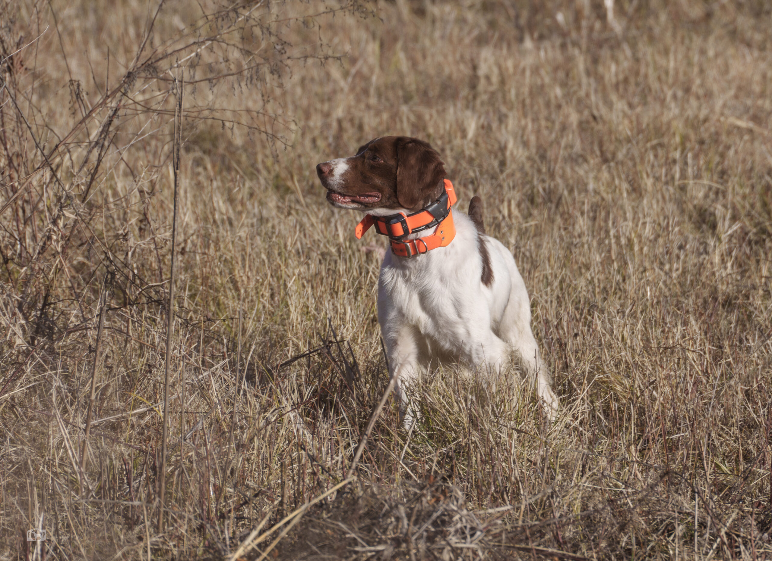 Ollie in the Field