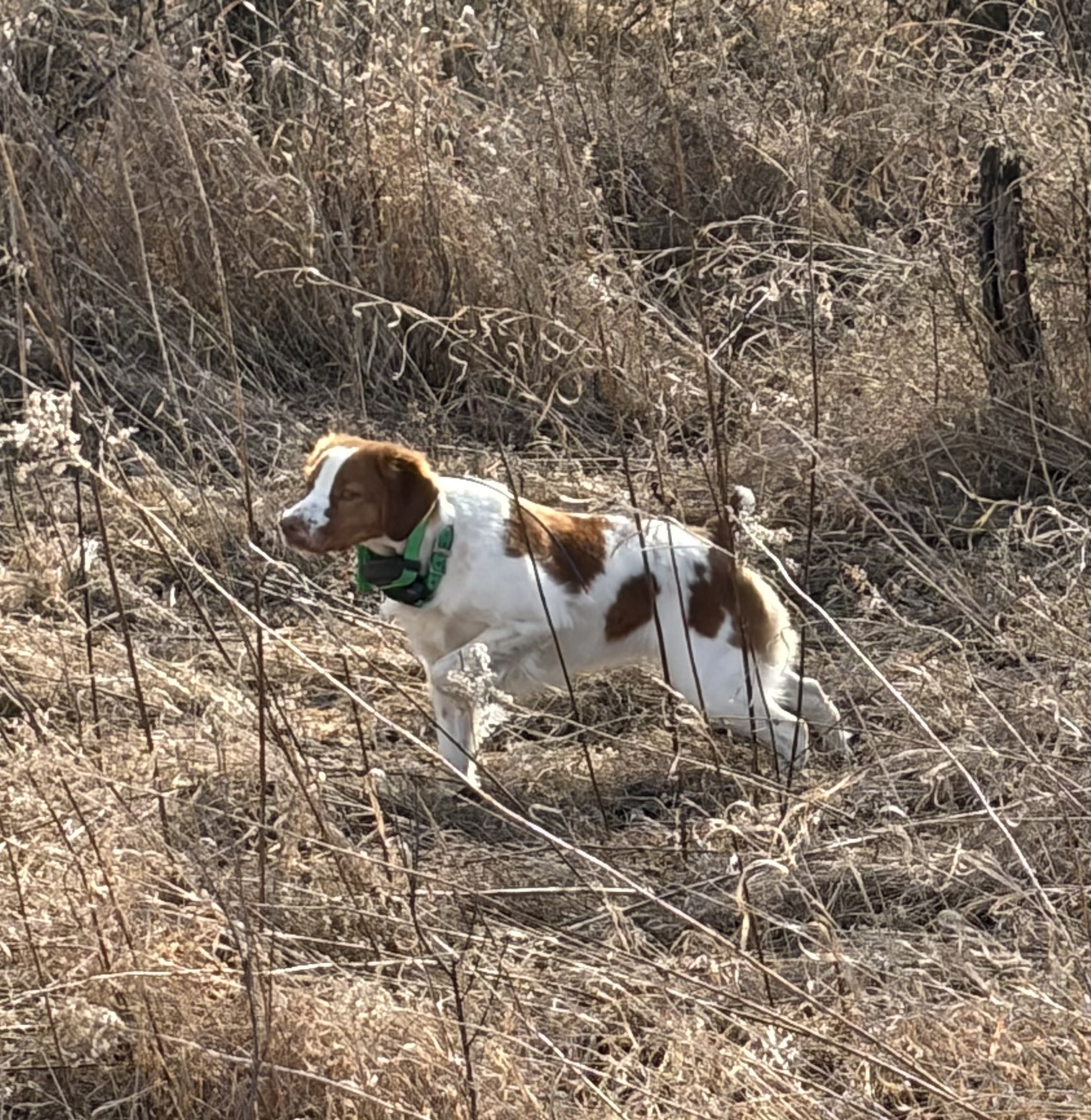 5 pt major for Hobey with Bob, Valerie & Hyatt Burchett
