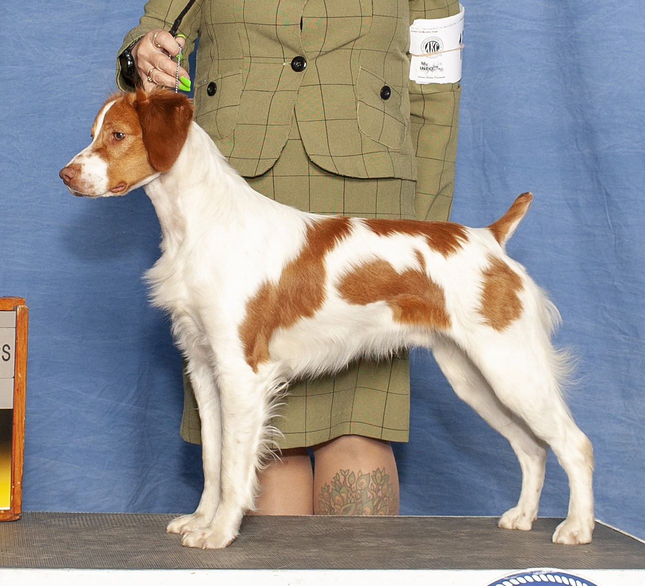 CH Sovereign’s Legendary Rascal “Alvin”