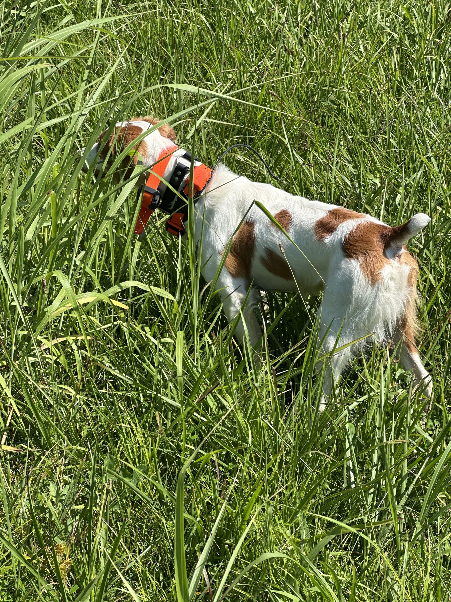Clover