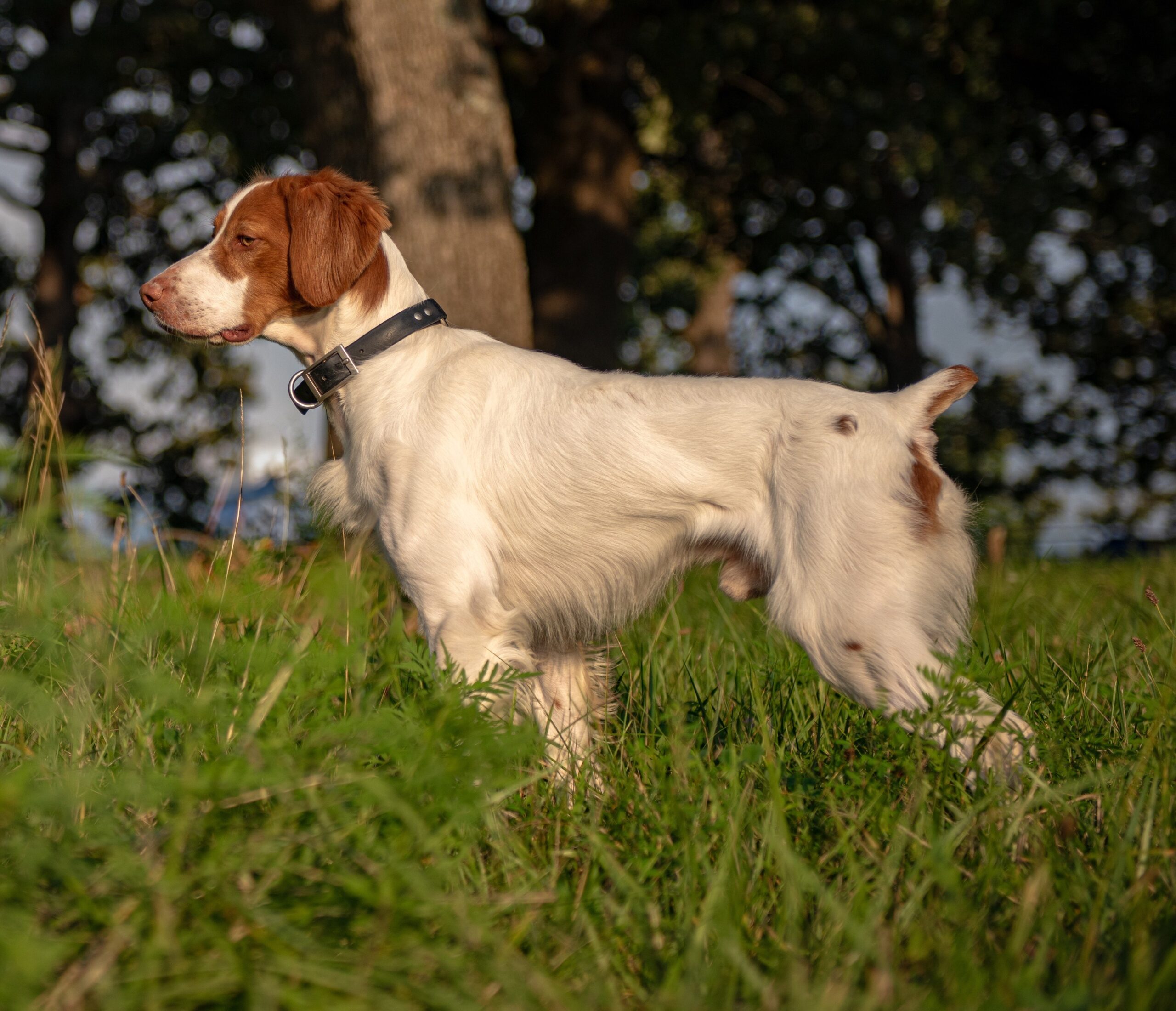 National Specialty Winner - Best in Show