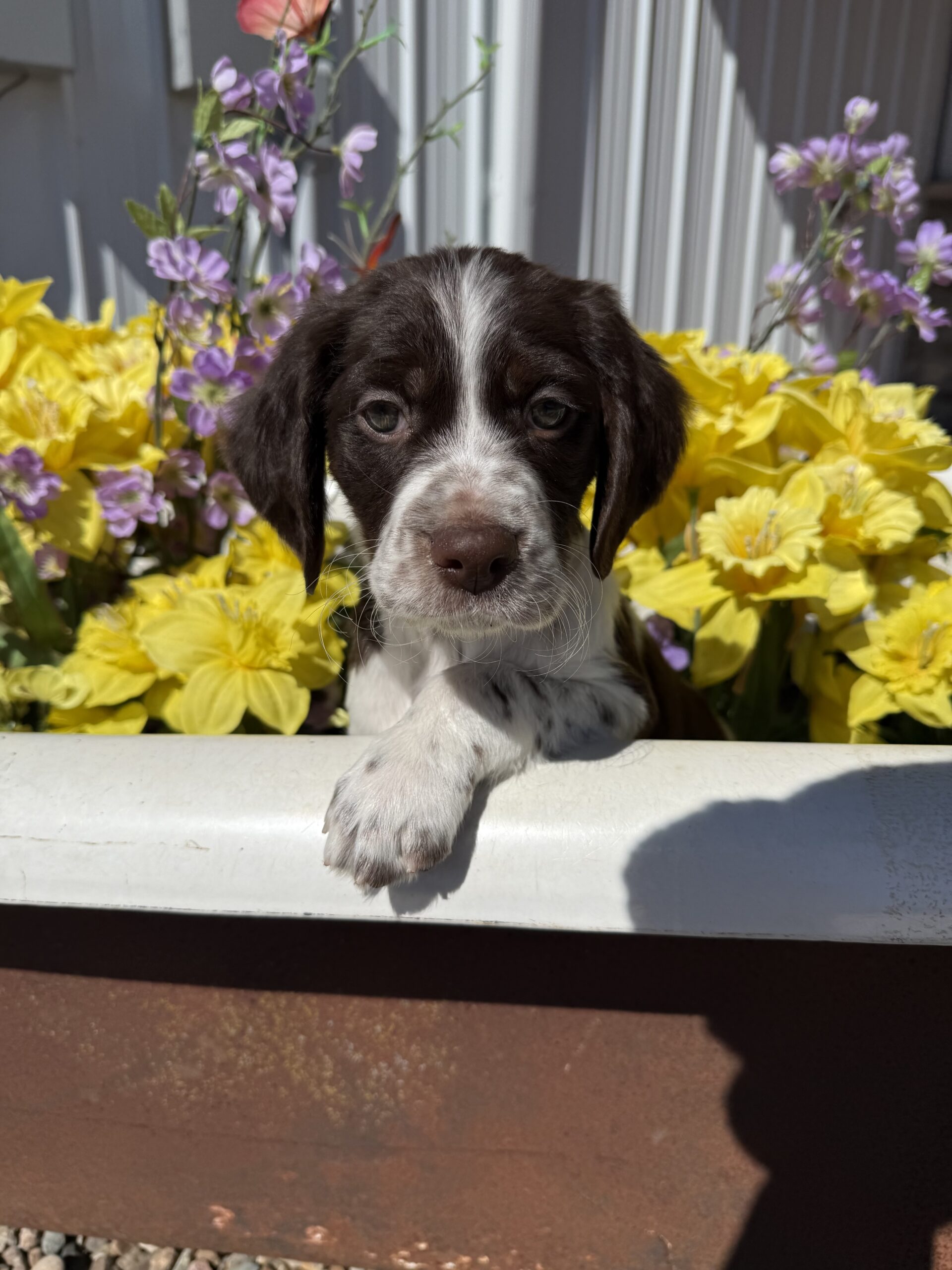 baby StanLee 5 pt major for Hobey with Bob, Valerie & Hyatt Burchett