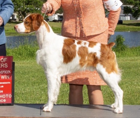 CH Sovereign’s Legendary Rascal “Alvin”