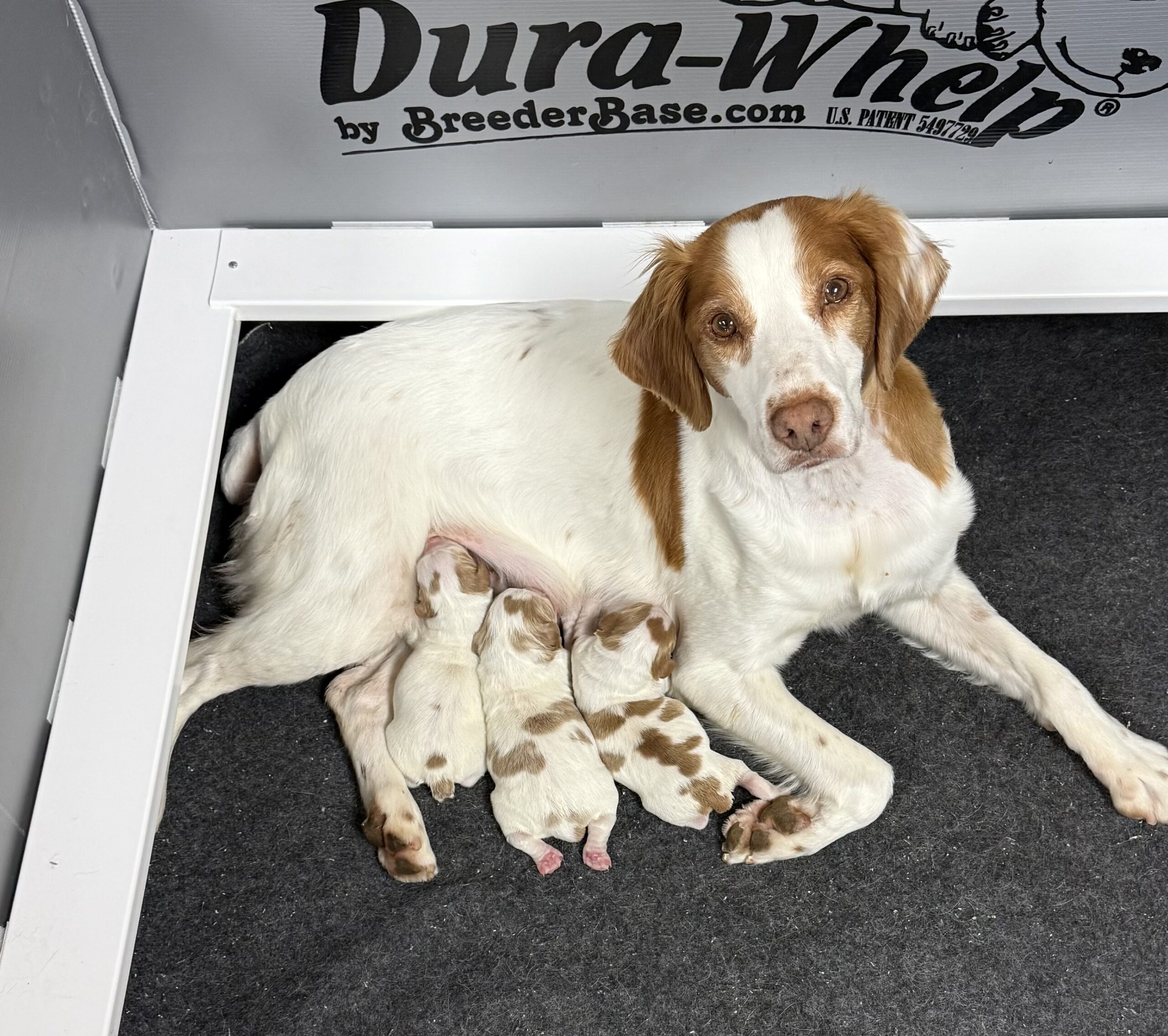 Lily and Hobey puppies 3 days old Clover
