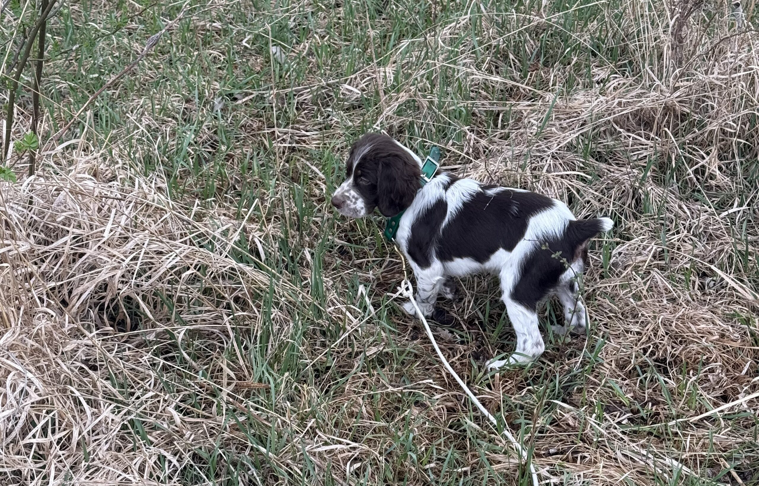 IMG_2972 Clover