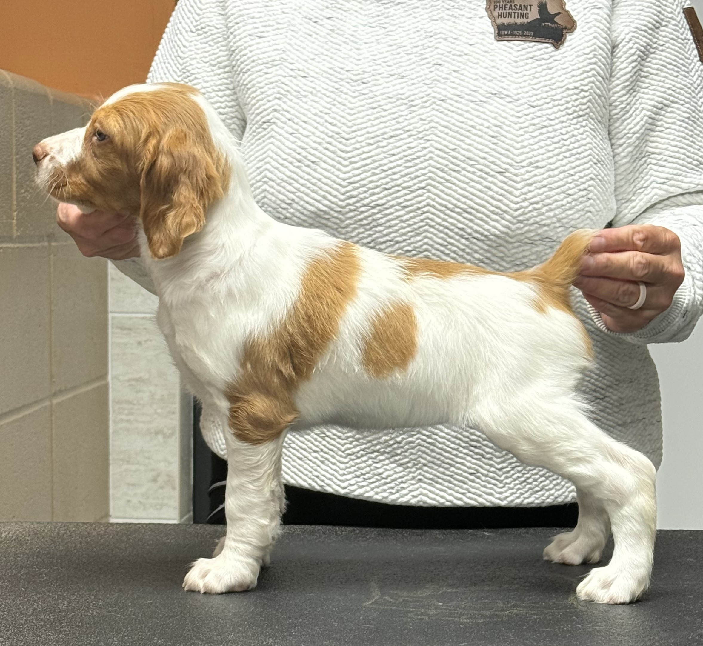 Daphne 8 weeks