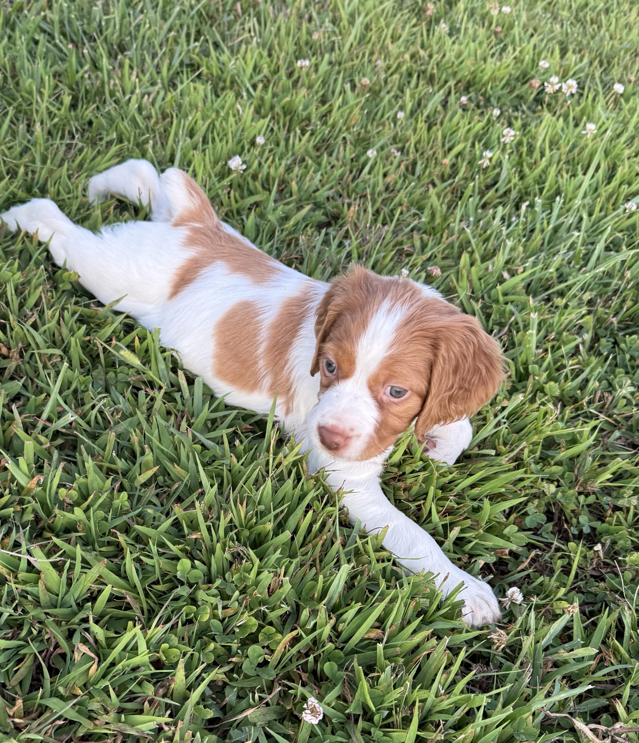 Daphne baby 5 pt major for Hobey with Bob, Valerie & Hyatt Burchett
