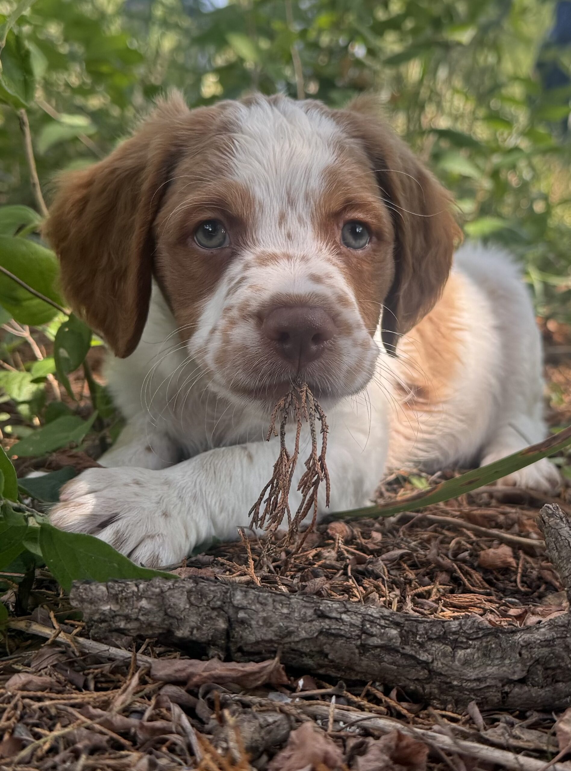 Moose baby 5 pt major for Hobey with Bob, Valerie & Hyatt Burchett