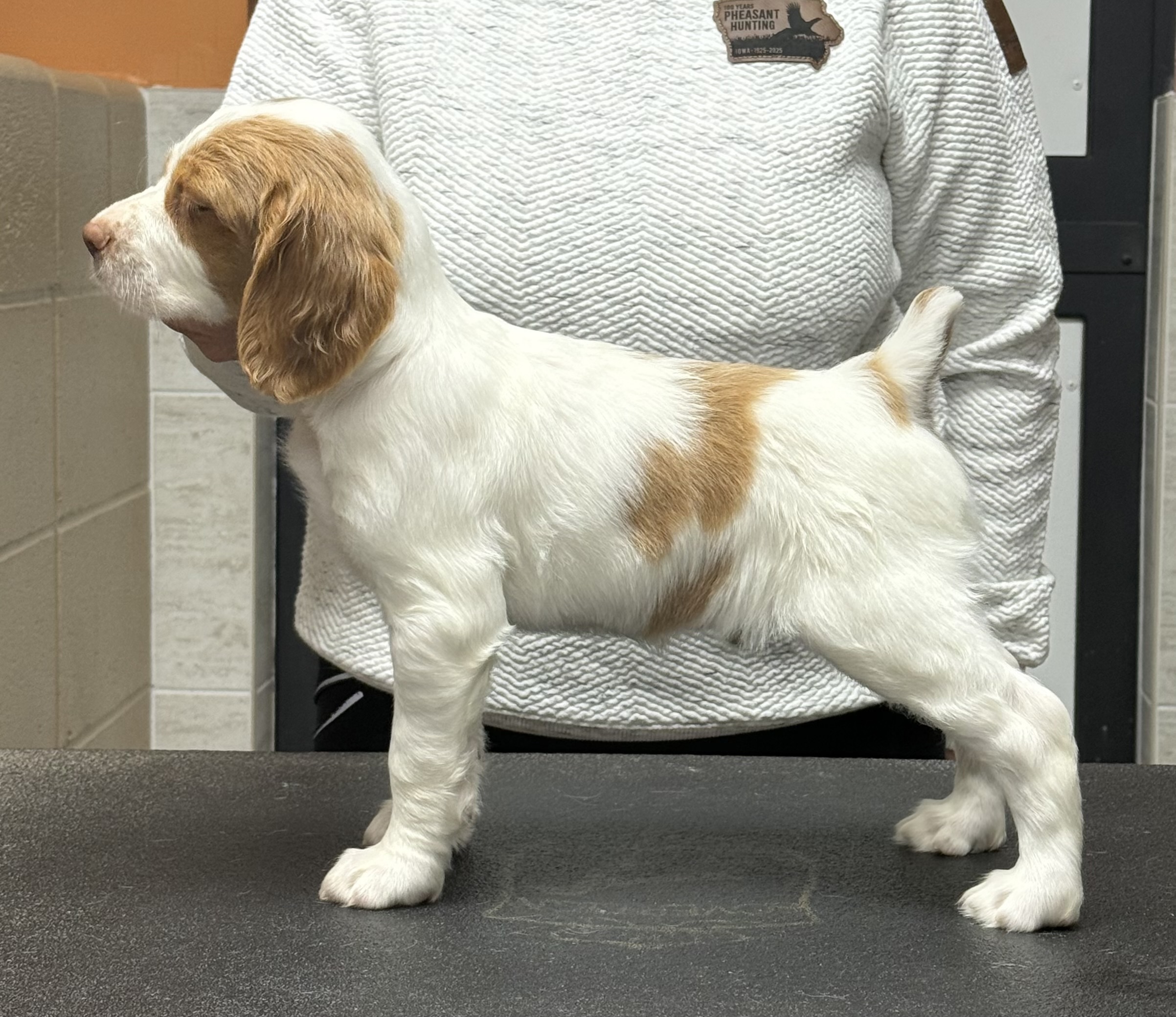 Scooby 8 weeks 5 pt major for Hobey with Bob, Valerie & Hyatt Burchett